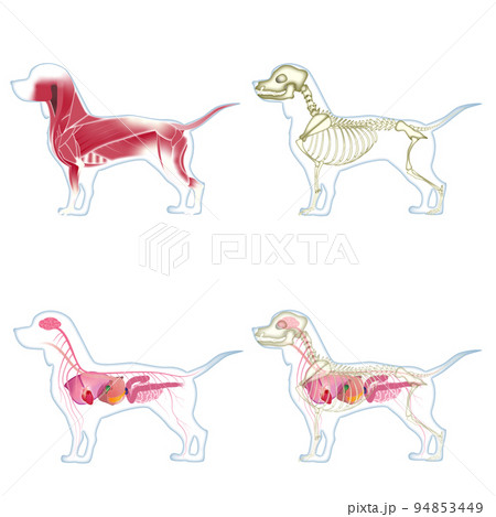 犬の解剖図のイラスト素材 [94853449] - PIXTA