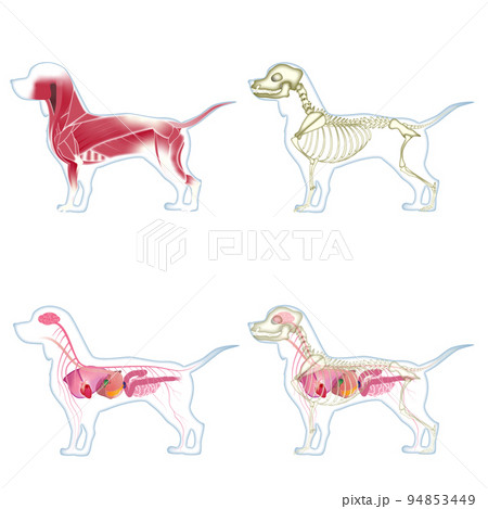 写真とイラストでみる犬の臨床解剖 - 本