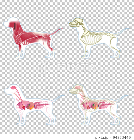 犬の解剖図 94853449