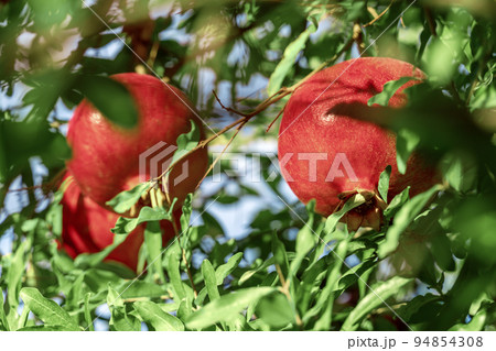 Red ripe pomegranate fruit hanging on a sunlit tree. Pomegranate garden at sunset. Selective soft focus. Copy space. 94854308