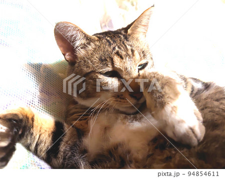 寝転んで遠くを見る猫 94854611