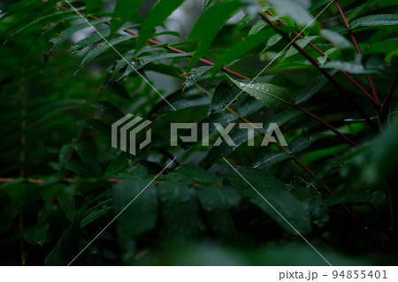 Fern leaf with water drops close-up after rain 94855401
