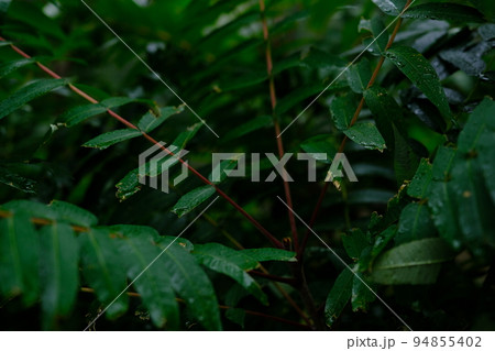 Fern leaf with water drops close-up after rain 94855402