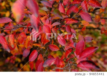 Colorful autumnal background with red leaves close up. Multicolored foliage Cotoneaster lucidus in forest. Autumn concept Colorful autumnal background with red leaves close up. Multicolored foliage Cotoneaster lucidus in forest. Autumn concept 94855441