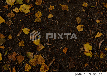 Fallen Yellow Foliage of tree. Cover. Design Elements. Autumn backgound Fallen Yellow Foliage of tree. Cover. Design Elements. Autumn backgound 94855449