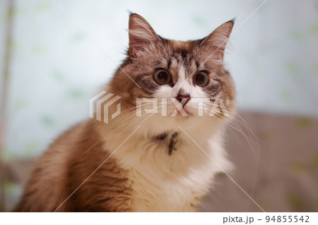 期待の眼差しを向ける猫 期待の眼差しを向ける猫 94855542