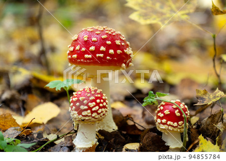 Group of amanita muscaria or fly agaric poisonous mushrooms with red caps with white dots growing among yellow fallen leaves in autumn forest Group of amanita muscaria or fly agaric poisonous mushrooms with red caps with white dots growing among yellow fallen leaves in autumn forest 94855784