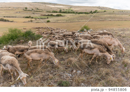 Herd of sheep in a large pasture on the causse mejean in the cevennes. Herd of sheep in a large pasture on the causse mejean in the cevennes. 94855806