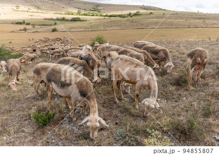 Herd of sheep in a large pasture on the causse mejean in the cevennes. Herd of sheep in a large pasture on the causse mejean in the cevennes. 94855807