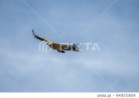 Griffon vulture (Gyps fulvus ) in flight in jonte gorges in the Cevennes National Park. Griffon vulture (Gyps fulvus ) in flight in jonte gorges in the Cevennes National Park. 94855809