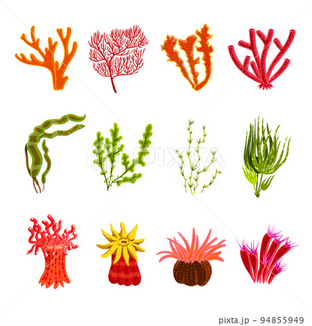 Coral Icons Set 94855949