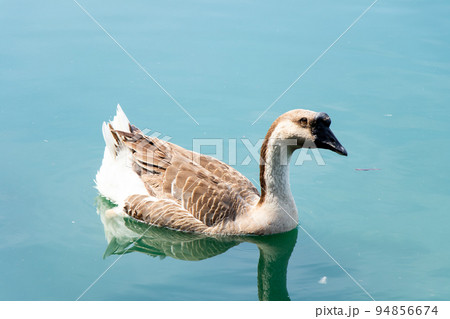 Brown white color goose swimming in lake background 94856674