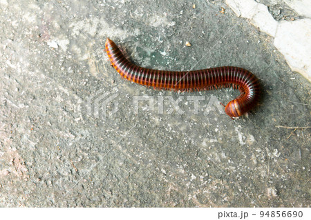 Red millipede crawl on concrete background 94856690