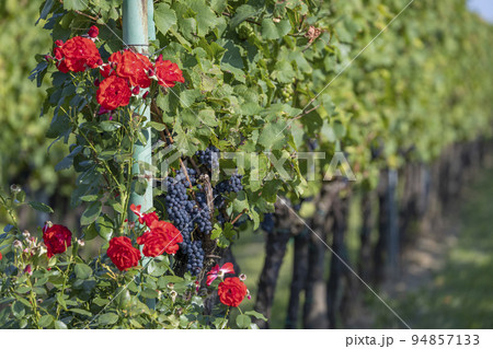 Ripening grapes in Southern Moravia, Czech Republic Ripening grapes in Southern Moravia, Czech Republic 94857133