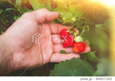 Strawberry picking. Red strawberries in hand. Ripe berries in summer sun. 94857162