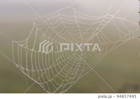 Spider web in sunrise sun 94857495