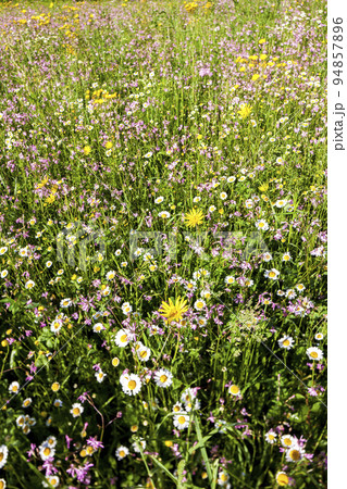 meadow near village Vernasca, Italy meadow near village Vernasca, Italy 94857896