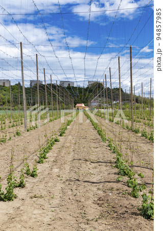Hop field, early spring time near Zatec, Czech Republic 94857985