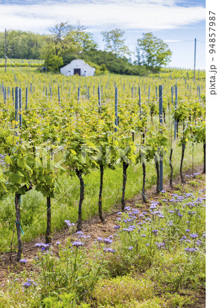 floral spacing in organic vineyard, Moravia, Czech Republic floral spacing in organic vineyard, Moravia, Czech Republic 94857987