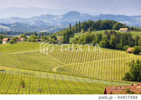 vineyard at the Austrian Slovenian border in Styria vineyard at the Austrian Slovenian border in Styria 94857988