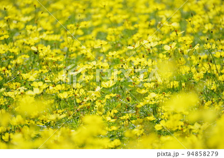 満開のキバナコスモス畑　岐阜県・海津市 94858279