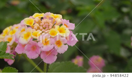 Lantana Camara pretty flower close up Lantana Camara pretty flower close up 94858422