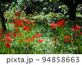 農村の秋の訪れ　彼岸花の咲く田園　伊勢原にて　 94858663