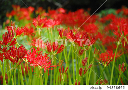 農村の秋の訪れ 彼岸花の咲く田園 伊勢原にて 農村の秋の訪れ 彼岸花の咲く田園 伊勢原にて 94858666