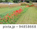 農村の秋の訪れ　彼岸花の咲く田園　伊勢原にて　 94858668