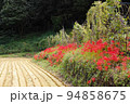 農村の秋の訪れ　彼岸花の咲く田園　伊勢原にて　 94858675