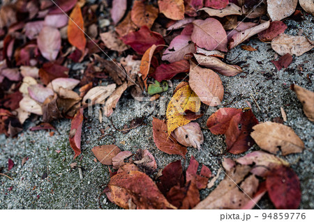 アスファルトの上の落ち葉 アスファルトの上の落ち葉 94859776