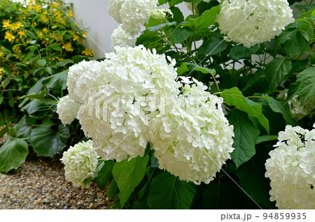 當麻寺中之坊の白い紫陽花 94859935