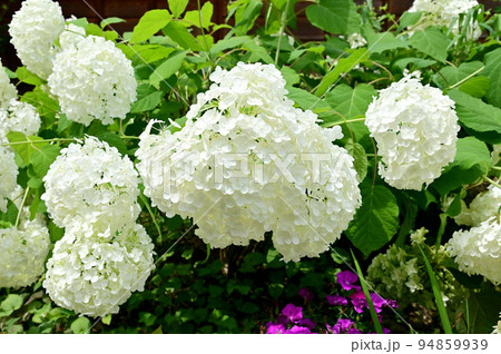 當麻寺中之坊の白い紫陽花 當麻寺中之坊の白い紫陽花 94859939