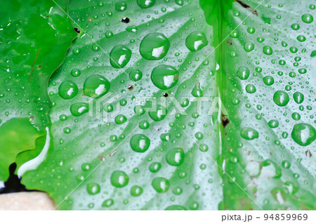 dew drop or rain drop on lotus leaf 94859969