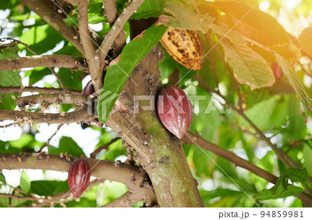 Cacao tree plant Cacao tree plant 94859981