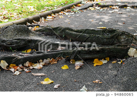 Old tree roots destroy the asphalt as they grow through the pavement. Close-up. Life concept 94860065