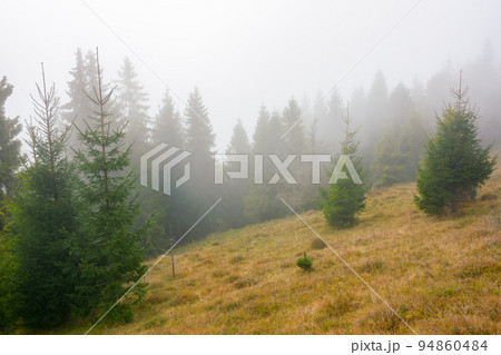 misty autumn landscape in the morning. coniferous trees on the hillside in weathered grass. wilderness nature adventures in fall season 94860484