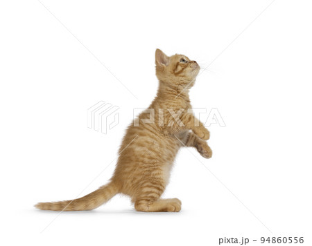 British Shorthair cat on white background 94860556