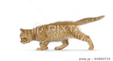British Shorthair cat on white background British Shorthair cat on white background 94860559