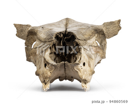 Cow skull on white background Cow skull on white background 94860569