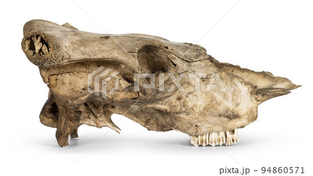 Cow skull on white background 94860571