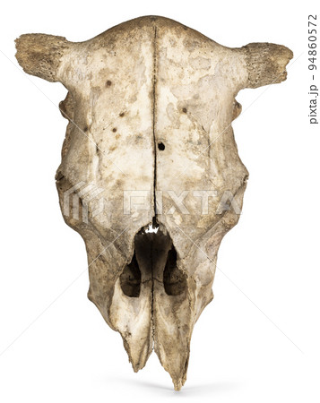 Cow skull on white background Cow skull on white background 94860572