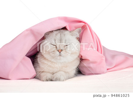 Adorable white cat, in a bandage with ears, sleep under a pink blanket, isolated Adorable white cat, in a bandage with ears, sleep under a pink blanket, isolated 94861025
