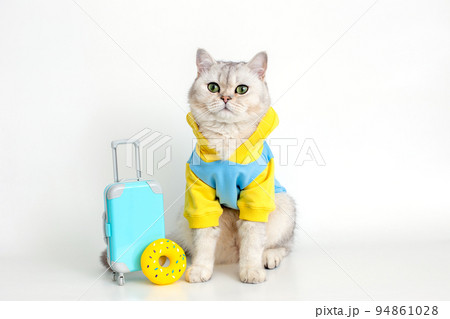 cat in a blue sweatshirt , sits with a suitcase on a white background cat in a blue sweatshirt , sits with a suitcase on a white background 94861028