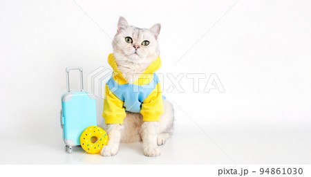 White cat in a blue sweatshirt , sits with a suitcase on a white background 94861030