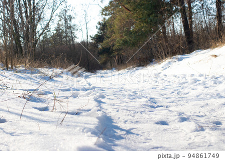 Road cut snow-covered frosty forest with pine trees. Beautiful winter landscape, wild nature. Road cut snow-covered frosty forest with pine trees. Beautiful winter landscape, wild nature. 94861749
