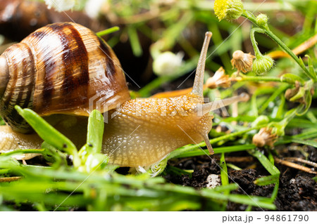Helix pomatia large grape snail leisurely crawls on the grass. Helix pomatia large grape snail leisurely crawls on the grass. 94861790