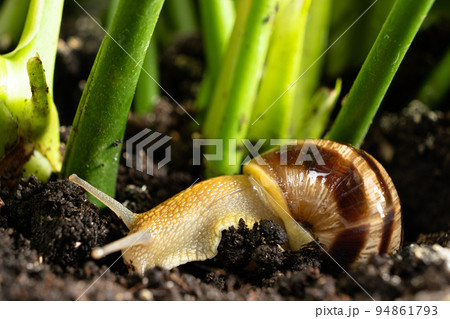 The beautiful garden snail Helix pomatia crawls on the ground in the grass. 94861793