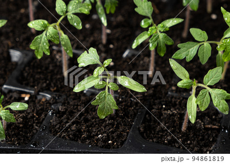 Growing tomatoes from seeds, step by step. Step 7 - the sprouts have grown. Growing tomatoes from seeds, step by step. Step 7 - the sprouts have grown. 94861819