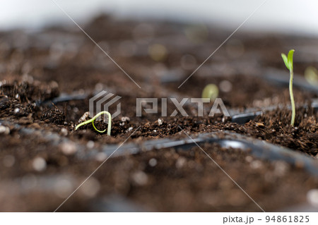 Growing tomatoes from seeds, step by step. Step 4 - the first sprout. Growing tomatoes from seeds, step by step. Step 4 - the first sprout. 94861825